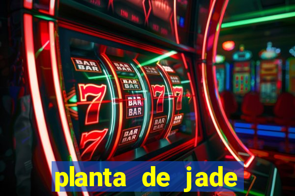 planta de jade significado espiritual